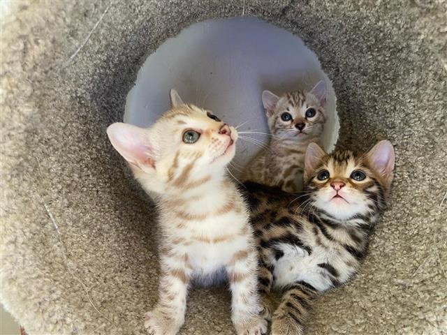 $500 : gatitos buscando nuevos hogare image 1