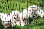 Nice and Healthy Maltese Pups en New Hampshire