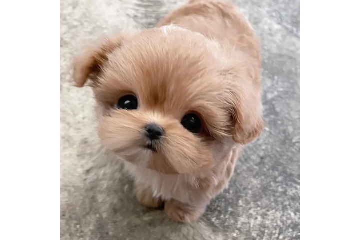 $350 : taza de té maltipoo cachorros image 2
