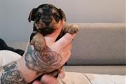 $500 : Super Adorable Yorkie Puppies thumbnail