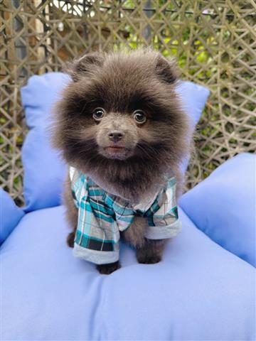 $490 : super chocolate pomsky puppies image 2