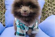 $490 : super chocolate pomsky puppies thumbnail