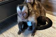 Capuchino en adopción%% thumbnail