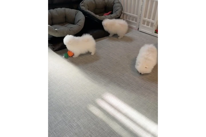 $350 : cachorros pomerania image 2