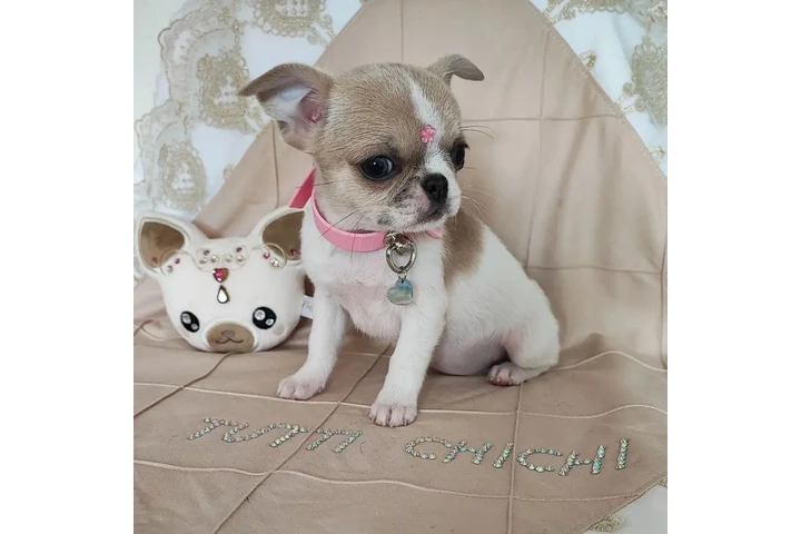 $350 : chihuahua en venta image 5