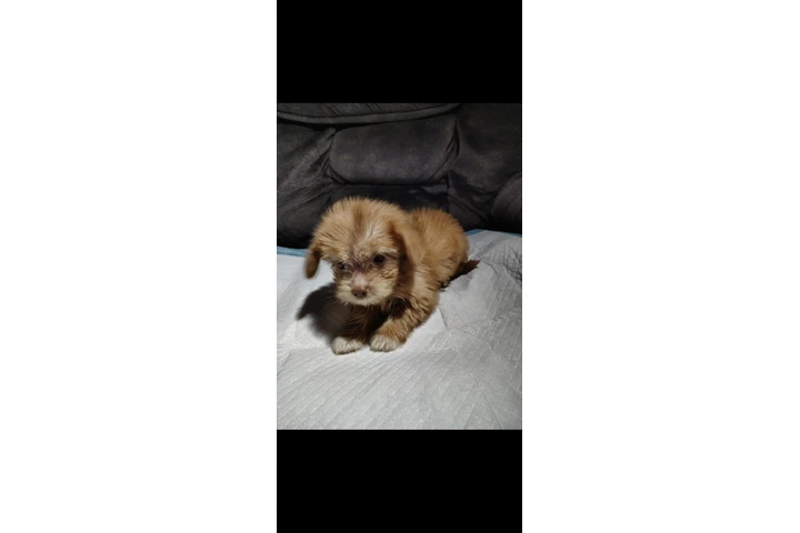 $350 : Mini boys image 2