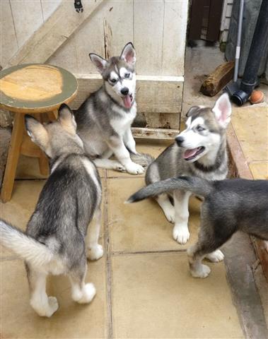 $500 : Pure Bred Siberian Husky image 2