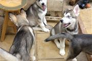 $500 : Pure Bred Siberian Husky thumbnail