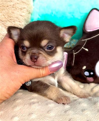 $250 : Chihuahua puppies for sale image 5