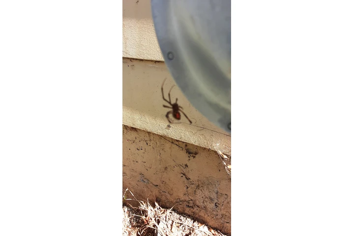 Fumigacion cucarachas y termit image 5