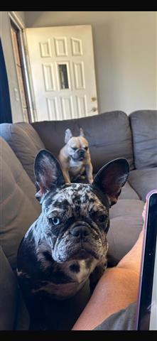 Rehoming fee Frenchbulldog image 3