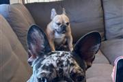 Rehoming fee Frenchbulldog thumbnail