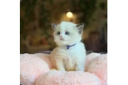 Babies ragdoll  For Sale en Jersey City