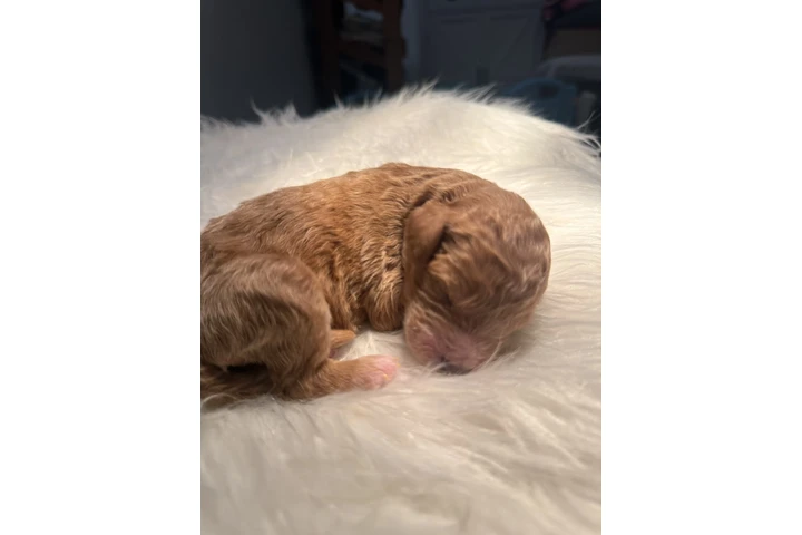 $1500 : Standard Poodle image 8