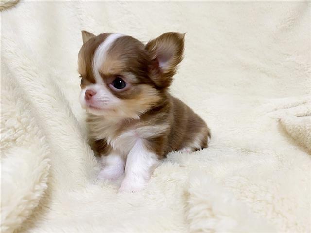$412 : Gorgeous chihuahua Pops ready image 1
