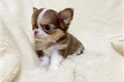 Gorgeous chihuahua Pops ready