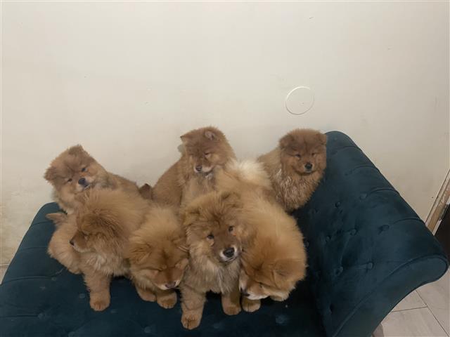 $800 : Cachorros chow chow image 2