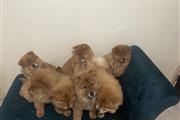 $800 : Cachorros chow chow thumbnail