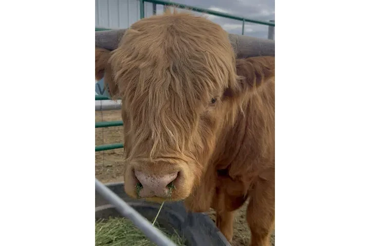 $3000 : Yellow Scottish Highland Bull image 1