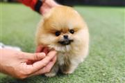$500 : preciosos cachorros pome p thumbnail