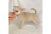 $650 : Chihuahua puppies thumbnail