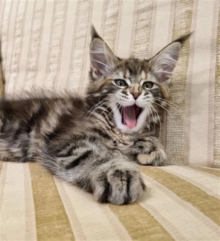 $280 : Maine Coon image 2