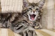 $280 : Maine Coon thumbnail