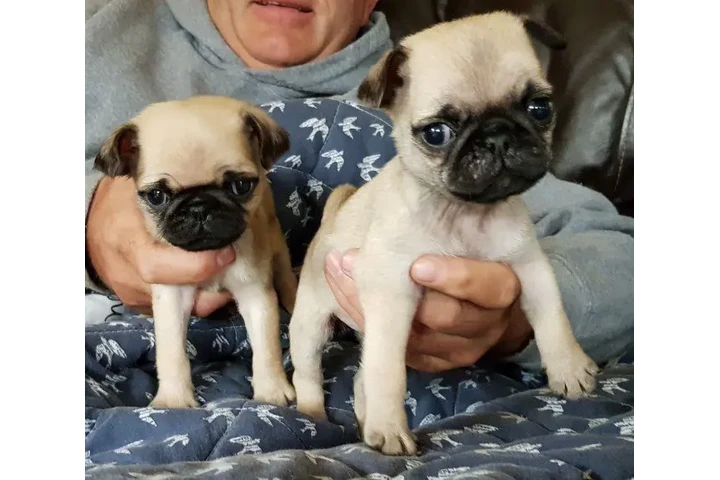 *%^ pug juguetones bu image 3