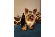 Yorkie male teacup en Los Angeles