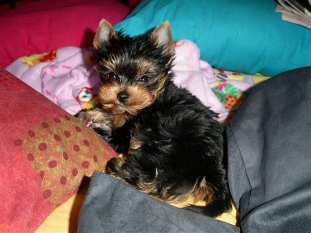$600 : Yorkie are ready +13157912128 image 1