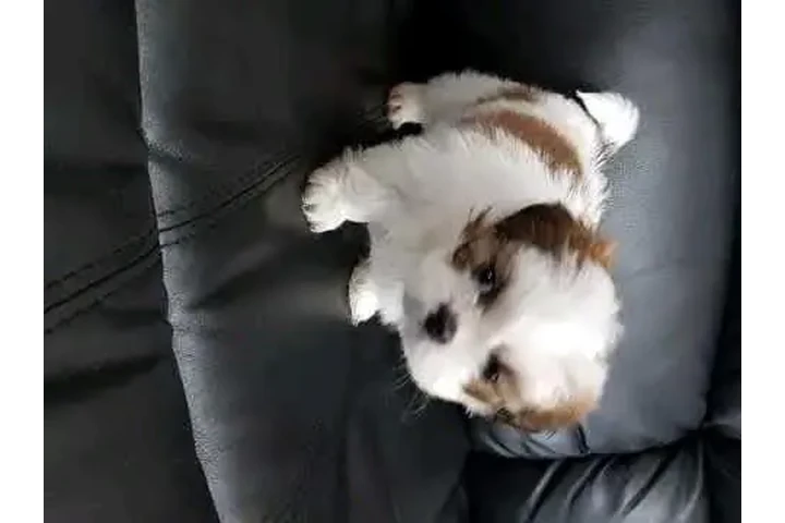 $350 : Shih Tzu taza de té image 1