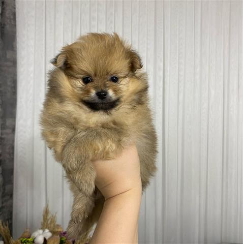 $450 : Pomeranian 2 boys available image 3