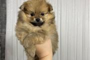 $450 : Pomeranian 2 boys available thumbnail