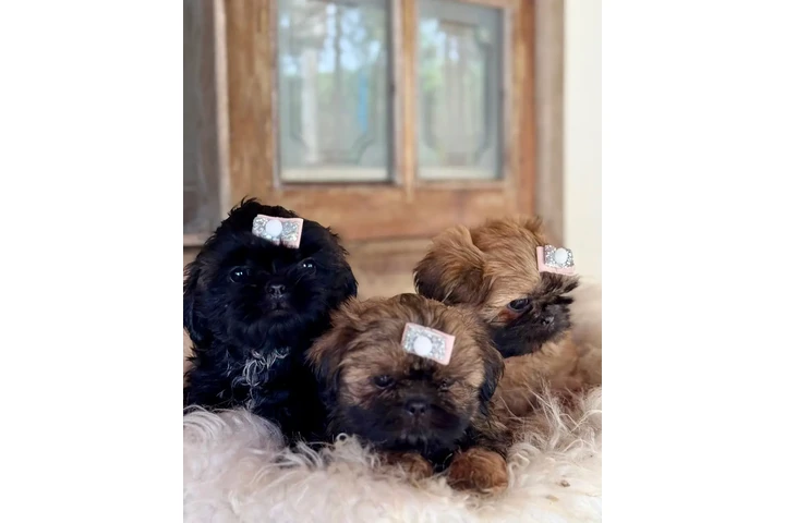 $350 : Cachorros Shihtzu en venta image 1