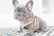 $400 : French bulldog and pomeranian thumbnail
