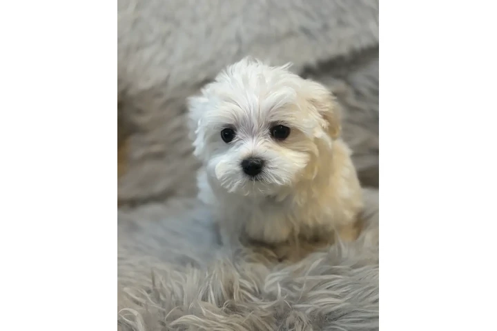 $450 : teacup Maltese puppies image 2