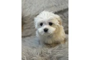 $450 : teacup Maltese puppies thumbnail