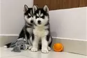 Purebred Siberian Husky Puppie
