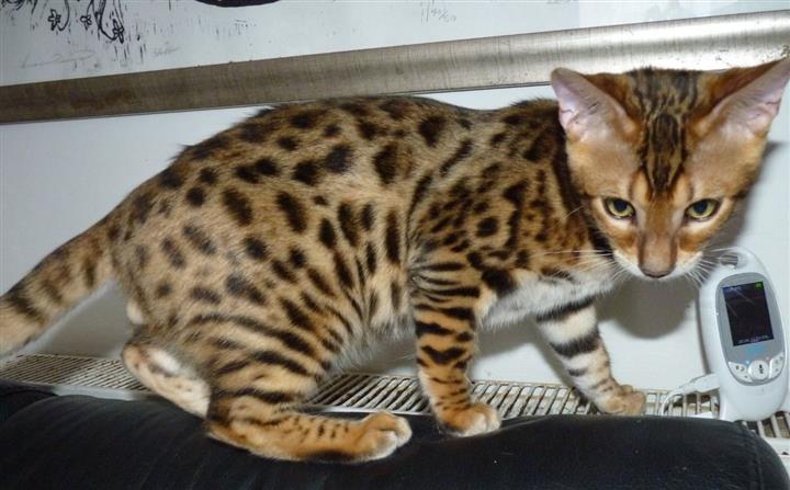 $500 : hermoso gatito de bengala image 2