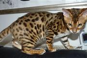 $500 : hermoso gatito de bengala thumbnail