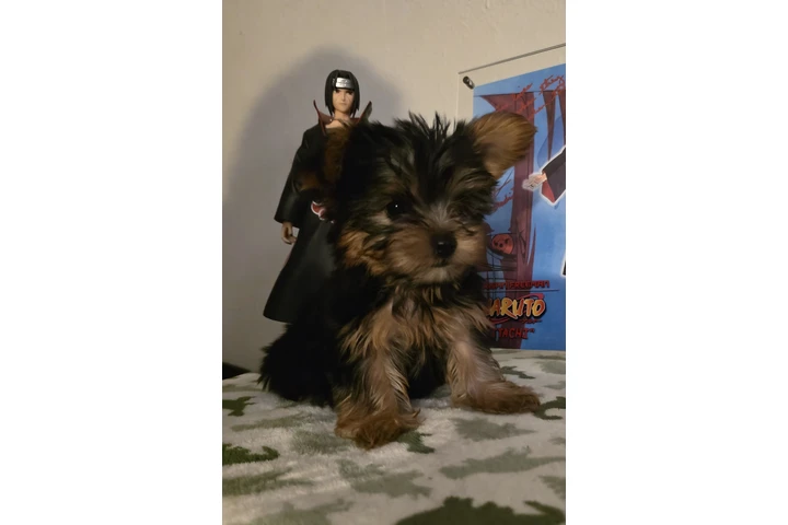 $1300 : Yorkies Machos image 3