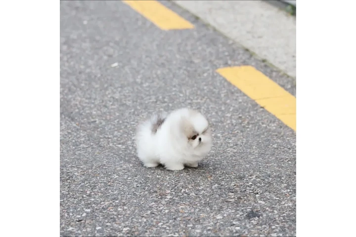 $350 : Cachorros Pomerania en venta image 1