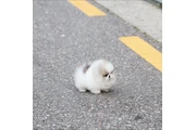 $350 : Cachorros Pomerania en venta thumbnail