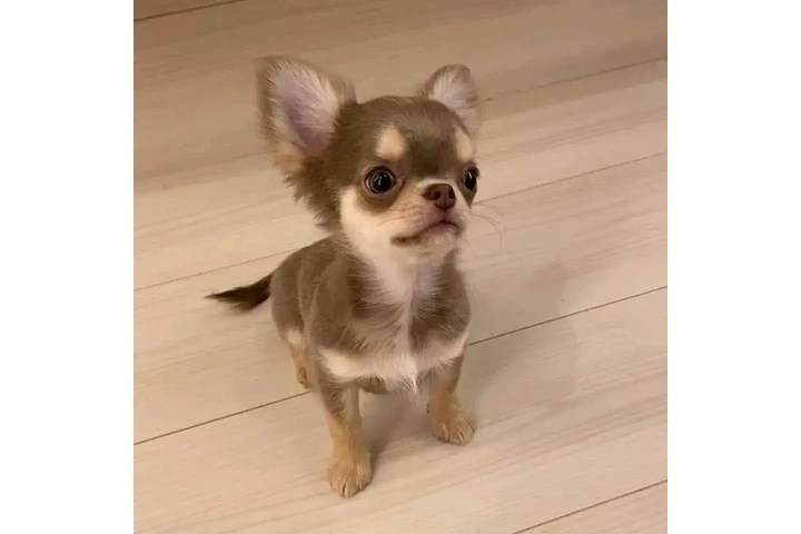 $350 : Molly image 1