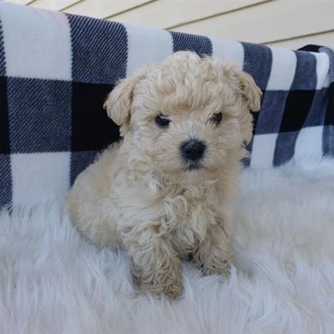 $600 : cute Maltipoo puppies for sale image 1