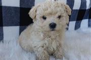 $600 : cute Maltipoo puppies for sale thumbnail