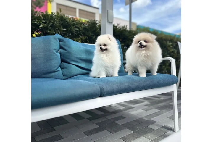 $610 : Teacup Pomeranians Ready image 1