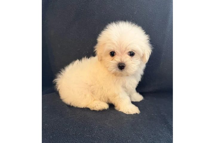 $1200 : 🐶PERRITOS MALTES image 2