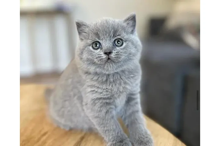 $400 : British shorthaired For sale image 1