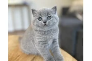 British shorthaired For sale en Tampa